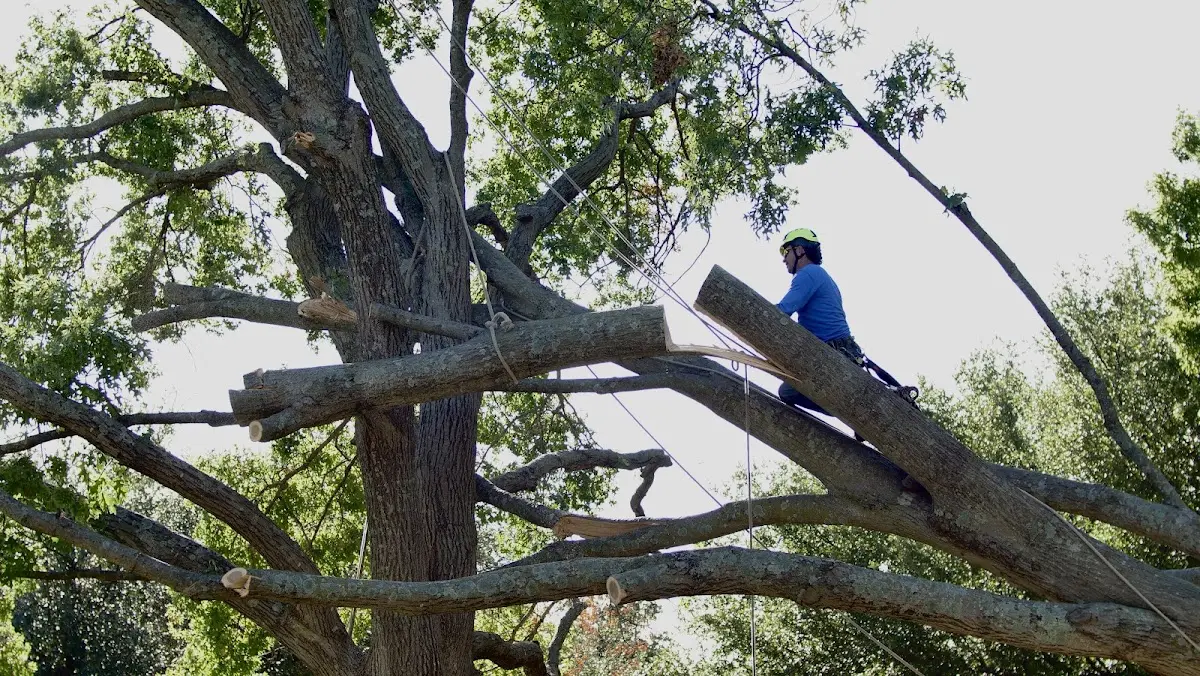 Professional Hazardous Tree Removal performed by certified arborists in Mc Guffey