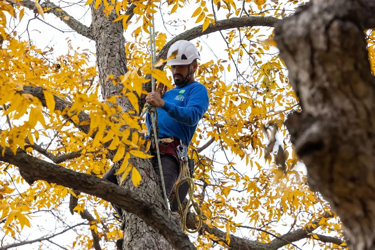 Skilled Tree Trimming crew working in Mc Guffey